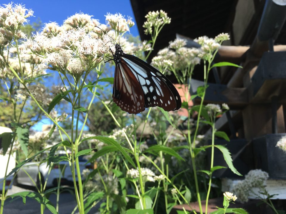革堂 行願寺 藤袴とアサギマダラ