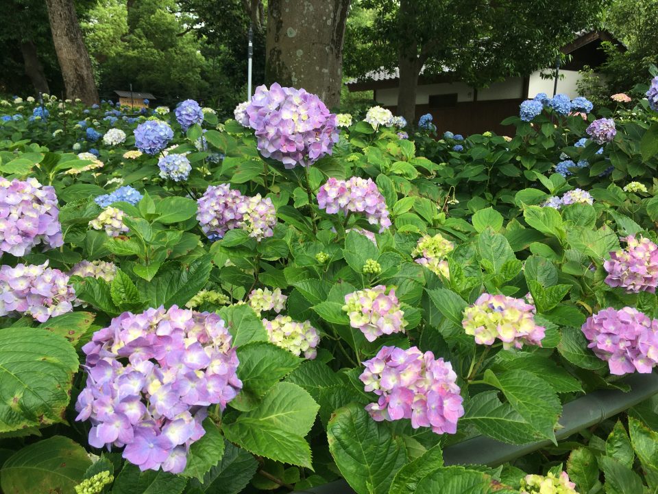 藤森神社の紫陽花2020