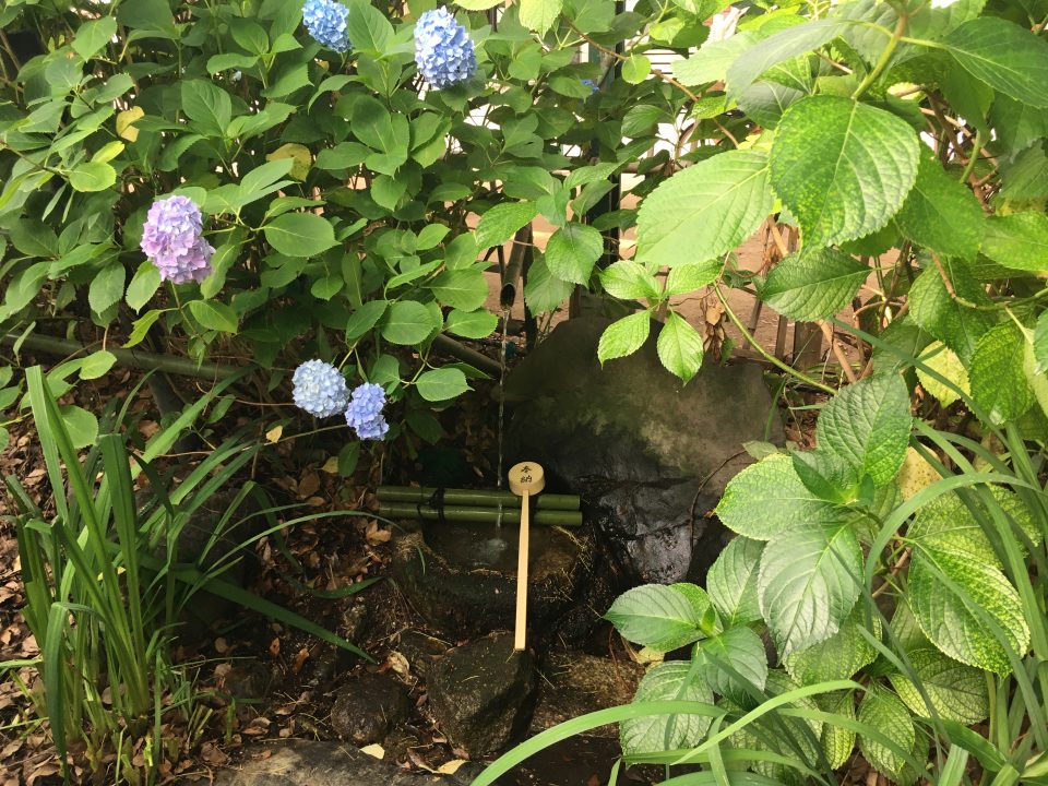 藤森神社の紫陽花2020