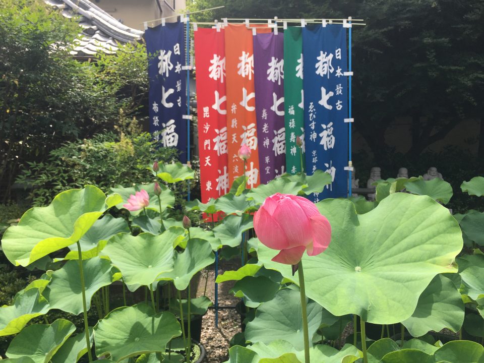 革堂 行願寺 蓮の花