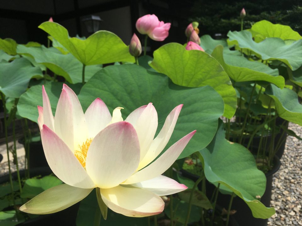 革堂 行願寺 蓮の花