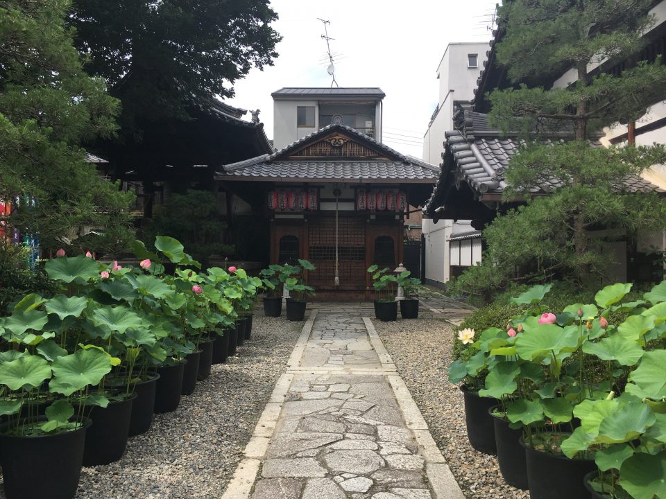 革堂 行願寺 蓮の花
