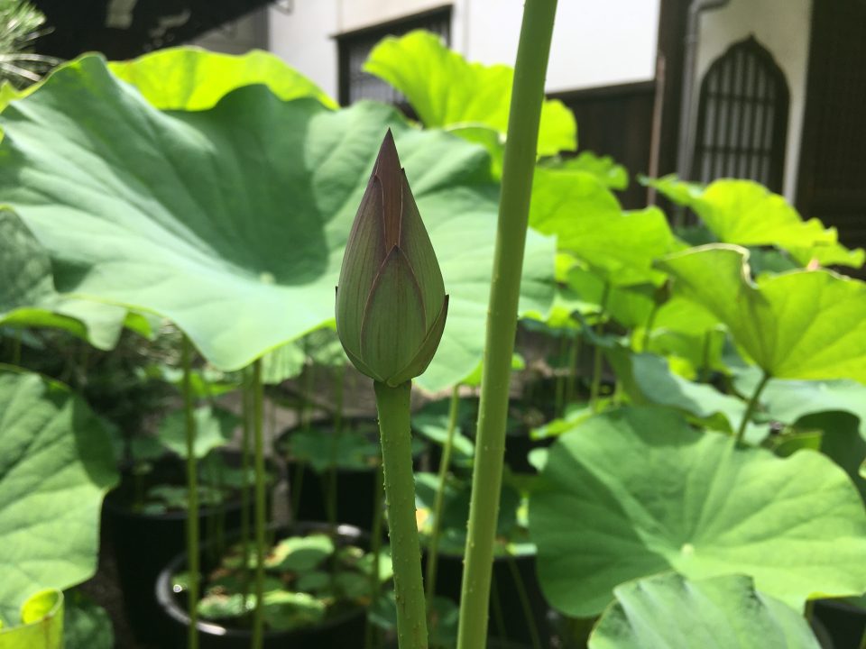革堂 行願寺 蓮の花
