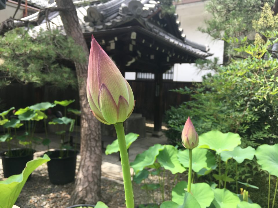 革堂 行願寺 蓮の花