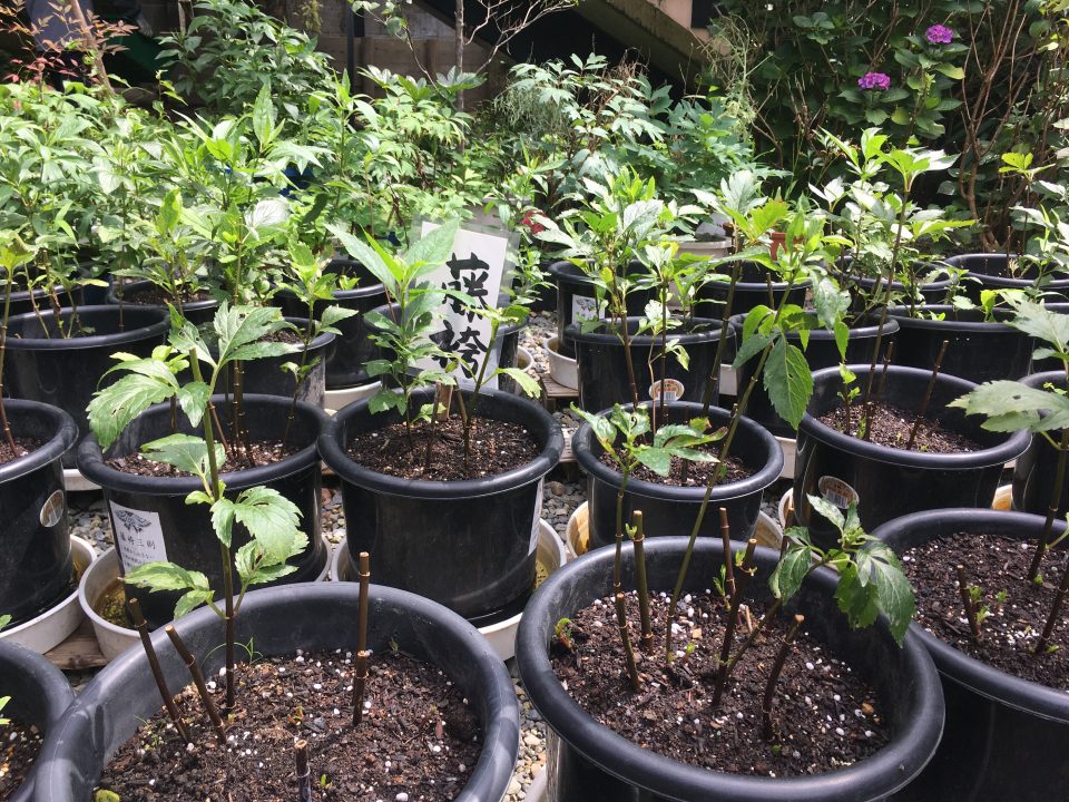 革堂 行願寺 藤袴