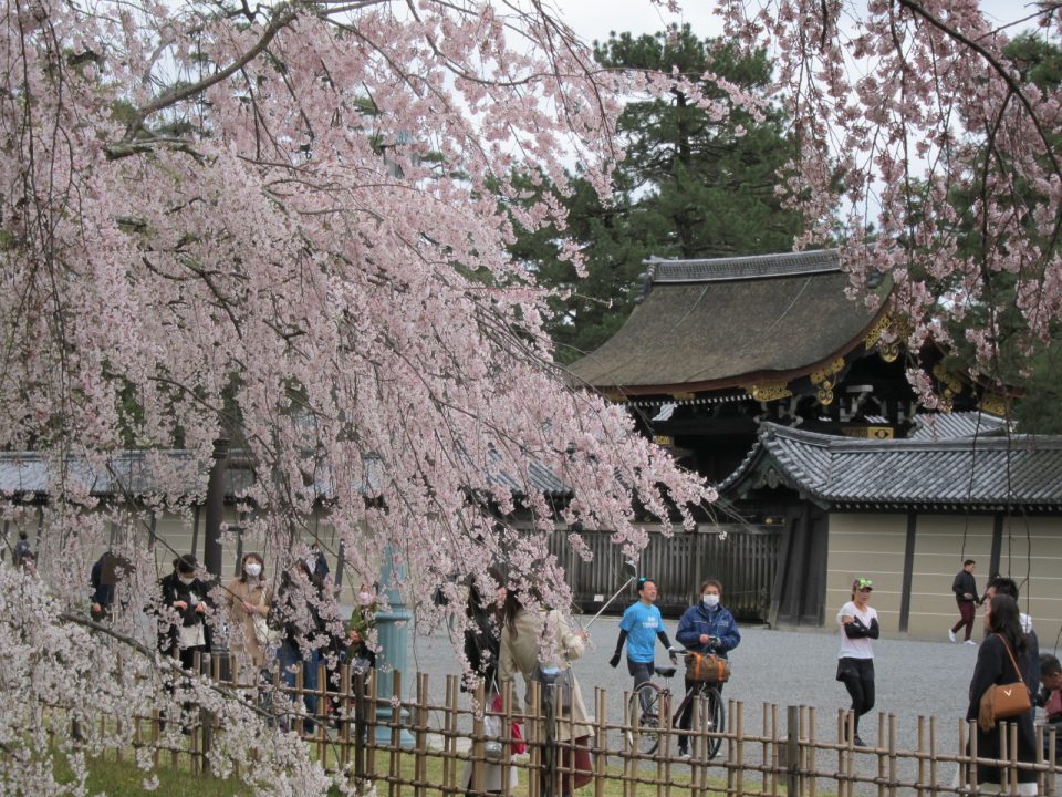 京都御苑 桜 01