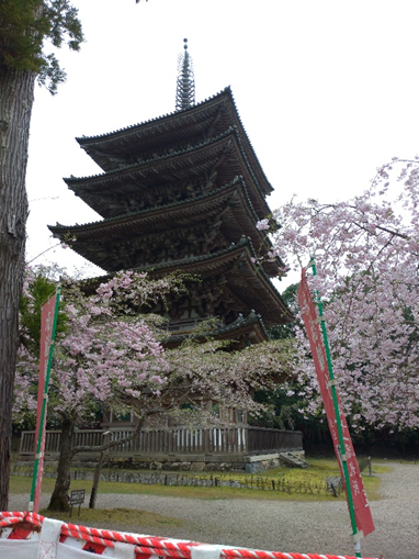 京都の桜スポット 醍醐寺 京都市伏見区 Kctp 京都駅徒歩3分 烏丸口から一番近いレンタサイクル店