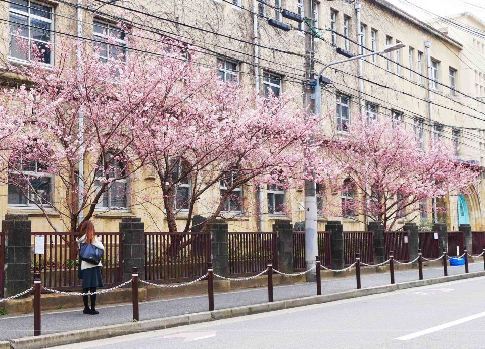 成徳小学校の桜並木