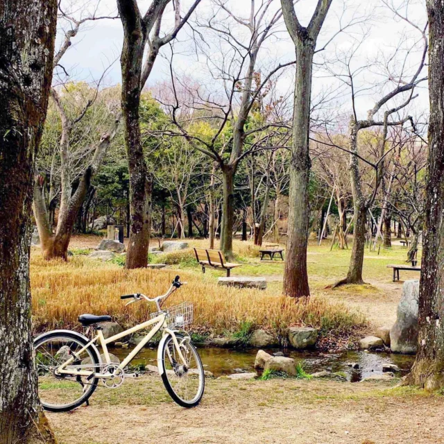 京都駅近くの梅小路公園は、の～んびりと休日を過ごせる地元で人気のスポット。

でも、ピクニックや楽器を楽しむ人で賑わう広場に比べて、なんだか森は地味です。まだまだ春は遠いのかな～？？

いえいえ、日当たりのいい南側には梅が満開、深紅の椿も、桜も一輪咲いていました。

Umekoji Park near Kyoto sta. is a popular spot where locals spend their holiday in their way.

It still keeps quiet in the woods though people enjoy a picnic or playing the guitar on lawn. I wondered spring is far away. 

Finally I've found the sign of spring, plum trees in full bloom, crimson camellia, and the first cherry blossom this year! 

#京都
#京都観光
#レンタサイクル
#自転車
#梅小路
#公園
#梅小路公園
#ピクニック
#梅
#椿
#桜

#japantravel
#kyoto
#cycling
#umekoji
#park
#umekojipark
#picnic
#plum
#camellia
#cherryblossom