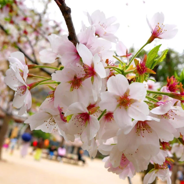 散る間際のソメイヨシノこそ、桜のなかの桜🌸。
京都の町なか、錦市場近くの「御射山公園」では、春休みの子供たちが元気に走り回っています👧。
公園西の町家カフェ「セカンドハウス」の2階席では、窓いっぱいに桜が広がり、お花見気分でイタリアンやスイーツが楽しめます🍰。

Cherry blossoms are in full bloom at Misayama park in Kyoto downtown area. The old house next to the park is a CHERRY BLOSSOM VIEWING CAFE. We can enjoy spaghetti & cake.

#京都
#京都観光
#レンタサイクル
#自転車
#桜
#四条
#烏丸
#駐輪場
#町家
#カフェ
#町家カフェ 
#kyoto
#kyotojapan
#kyototrip
#rentabike
#cherry
#cafe