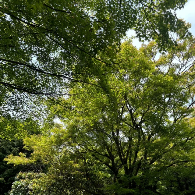 京都のレンタルサイクル＆サイクリングツアー、京都サイクリングツアープロジェクトです。

五月の京都は、暑くもなく寒くもなく、湿度も低く一年の内で一番過ごしやすい季節だと個人的には思います。新緑もとても美しく、是非とも皆さんにこの時期に京都を訪れて欲しいなと思います。今のおすすめは、東福寺などのもみじの名所や糺の森、京都御苑の東側の森もいいですね。もみじと言えば赤く色づいたころが一番の見頃なのは当然ですが、このころの新緑のもみじも透けるような緑の葉が美しく、心が洗われるようです。

フォロー&いいねで割引キャンペーンやってます。この時期に是非！

________________________________________
Experience Kyoto by Bicycle
Welcome to the Kyoto Cycling Tour Project – your trusted partner for rental bicycles and guided cycling tours in Kyoto.
🌿 May is one of the most delightful times to visit Kyoto.
With mild temperatures, low humidity, and vibrant greenery, the city offers an especially comfortable and beautiful atmosphere.
🚴‍♂️ Recommended spots this season include:
Tofuku-ji Temple, known for its picturesque maple trees, the tranquil Tadasu no Mori forest, and the serene wooded area on the east side of the Kyoto Imperial Palace.
🍁 While Kyoto’s maples are famous for their brilliant red hues in autumn, the fresh green leaves of spring are equally captivating – their translucent beauty offers a refreshing sense of calm.
💡 Special Offer:
Follow us and like our page to receive a discount on rentals. Take advantage of this wonderful season to explore Kyoto on two wheels!
________________________________________

#kctp #kyototrip #cycling #京都 #自転車