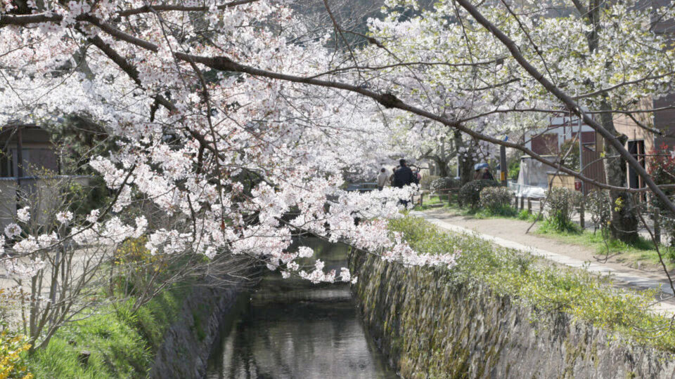Philosopher's Path and Sakura