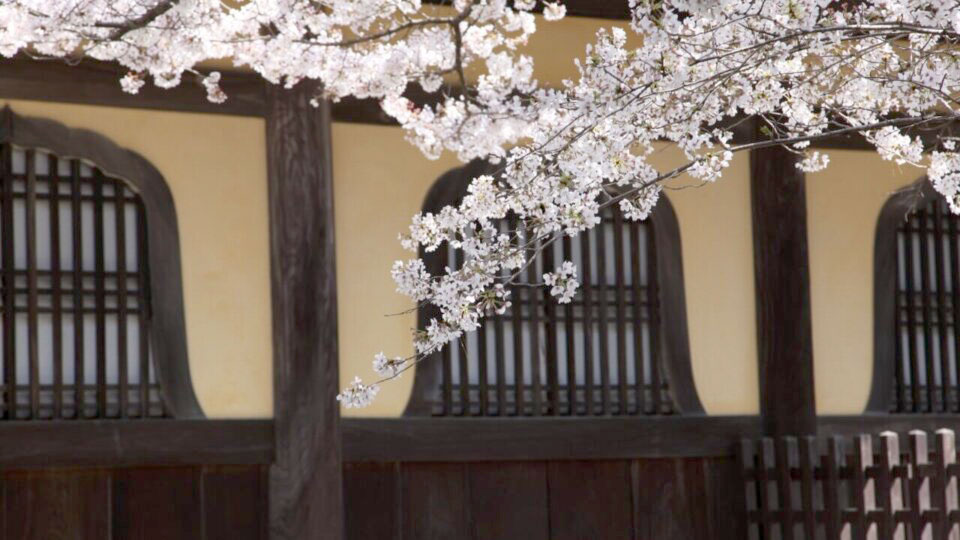 Nanzenji and Sakura