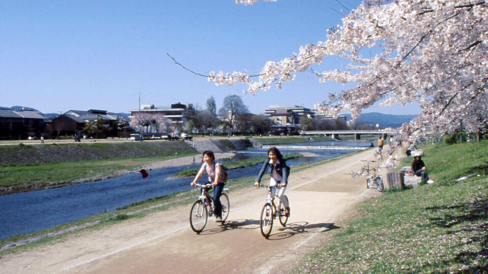 Kamo River and sakura