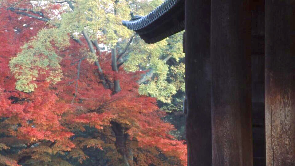 Nanzenji Gate and Maple
