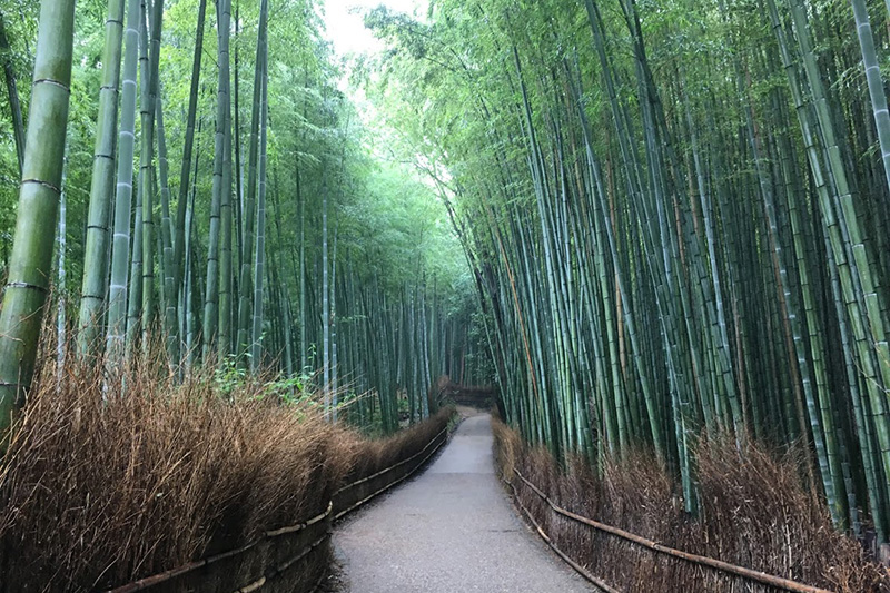Path of bamboo (Arashiyama Bamboo Forest)